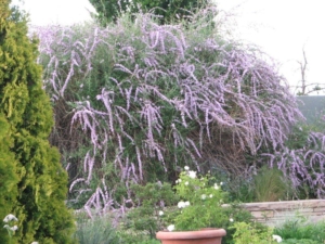 Giant Buddleia bush at the Denver Botanic Gardens.