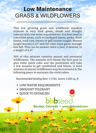 Growing wildflowers in backyard