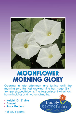 Morning Glory Ipomoea Alba Moonflower Morning Glory Ipomoea Alba Moonflower