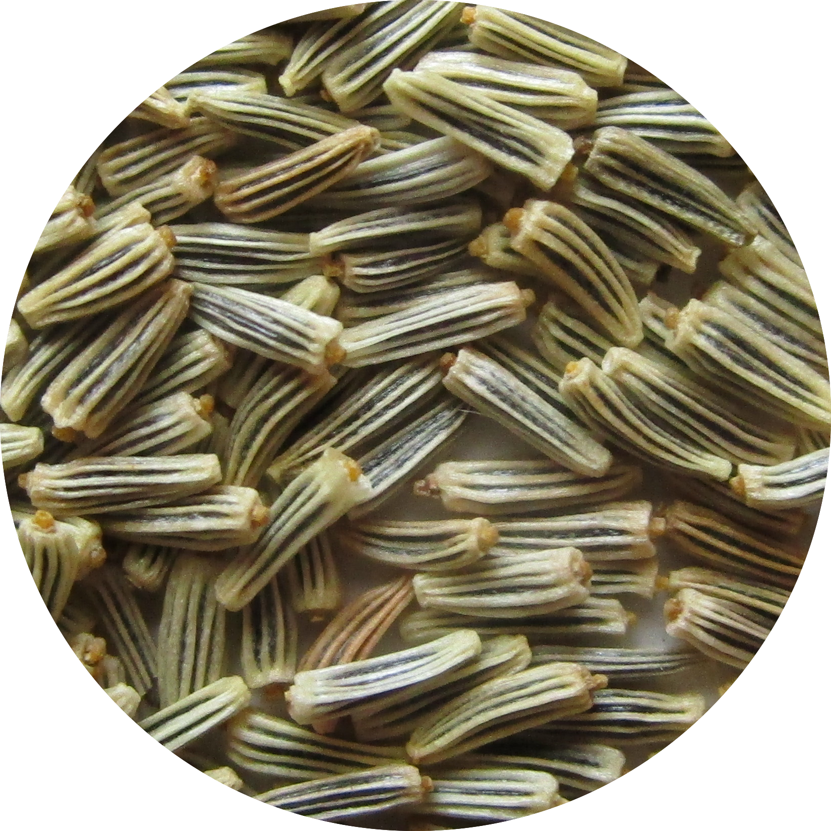 Daisy, Shasta - Leucanthemum maximum | BBB Seed Wildflower Seeds