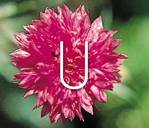 Pink Chive bloom for the 'U' catagory selection.