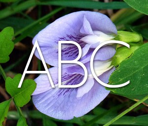 Blue violet with ABC text for the 'alphabetical' catagory selection.