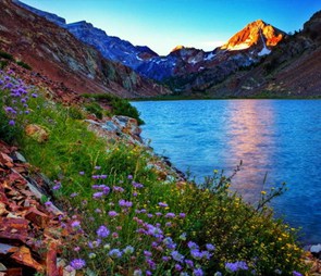 Mountain slope with widflowers along a lake for the 'geographic region' catagory selection.