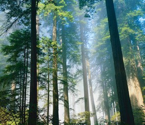 Sequoia trees for the 'western' catagory selection.