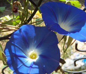 Two brilliant blue morning glory blossoms for the 'garden flower' catagory selection.