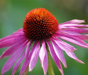 Purple coneflower for for the 'herbal seed' catagory selection.