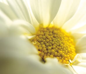 Close up of white daisy with yellow center for 'high altitude' catagory selection.