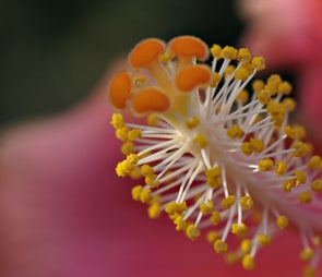 Pistel and stamens of a flower center for the 'region and state' catagory selection.