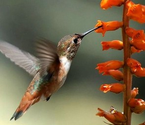 Humming bird feeding on red tubular flower for the 'special use' catagory selection.