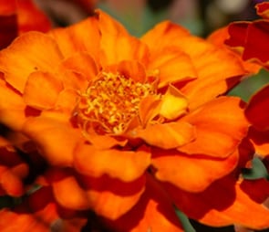 Orange double petaled flower for the 'annuals' catagory selection.