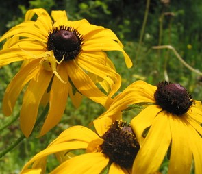 Three yellow Black-eyed Susan flowers with a yellow spider for the 'biennials' catagory selection.