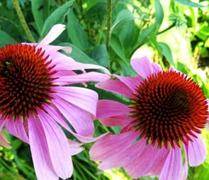 Two purple coneflower blooms for the 'perennials' catagory selection.
