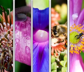 Montage of 5 photos of flowers for the 'wildflower mixes' catagory selection.