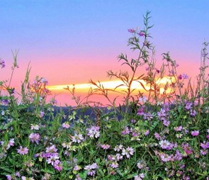 Pink and white flowers on the vine with orange sky in background for the 'wildflower mixes' catagory selection.