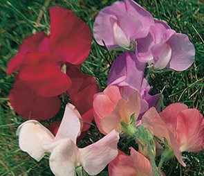 Many colored blooms of sweet peas for the 'flower color' catagory selection.