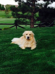 Our baby girl Lexi! Lexi just hanging out in the yard on a beautiful Colorado day!