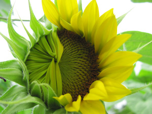 Half awake sunflower photo courtesy of Christy Short.