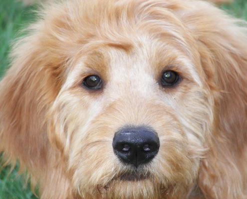 Close of of furry dog face.