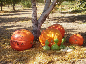 Giant pumpkins in an orchard.