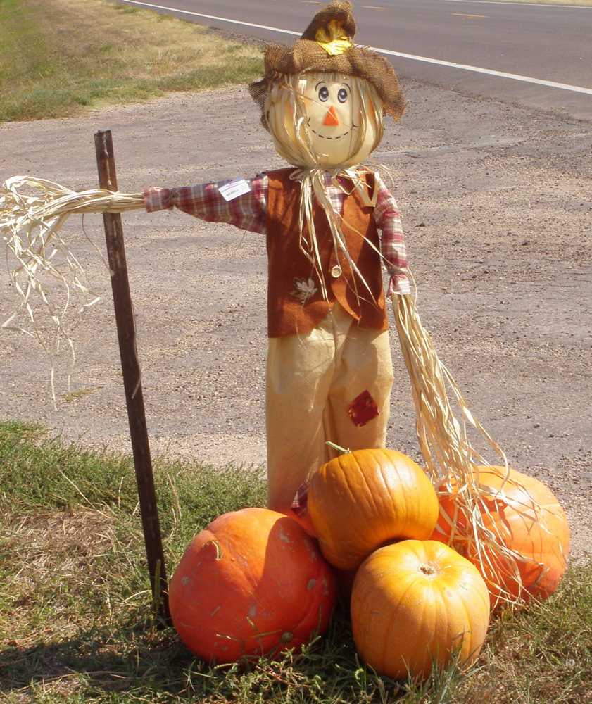 Halloween scarecrow with pumpkins at his feet.