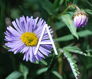 Thumbnail of Aster flower for all A products.
