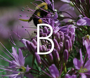 Thumbnail of Bee on Beeplant for all B products.