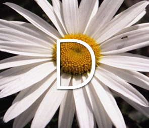 Thumbnail of Daisy for all D products.