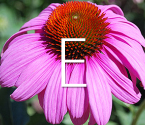 A picture of an Echinacea bloom for products that begin with the letter e.