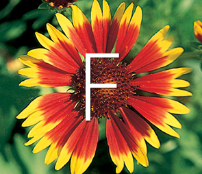 A picture of a Firewheel bloom for products that begin with the letter f.