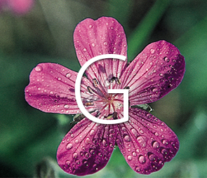 A picture of a Geranium bloom for products that begin with the letter g.