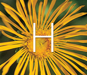 A picture of a Helenium bloom for products that begin with the letter h.
