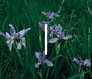A picture of Iris blooms for products that begin with the letter i.