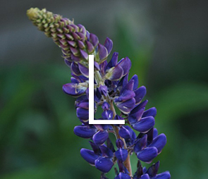 A picture of Lupine blooms for products that begin with the letter l.