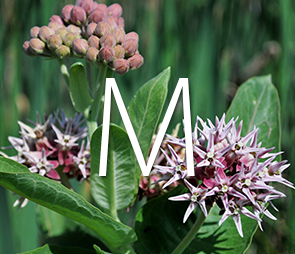 Thumbnail of Milkweed for all M products.