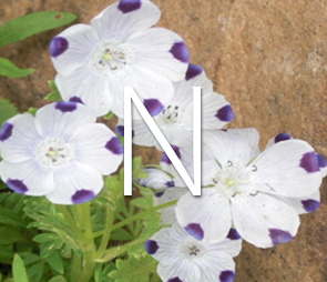 A picture of Nemophila blooms for products that begin with the letter n.