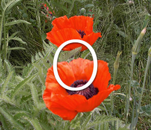 A picture of Poppy blooms for products that begin with the letter p.