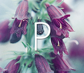 A picture of Penstemon blooms for products that begin with the letter p.