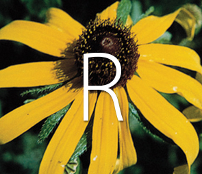 Thumbnail of Black-eyed Susan for all R products.