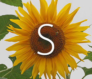 A picture of a sunflower bloom for products that begin with the letter s.