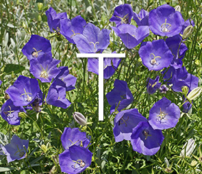A picture of Tussock bellflower blooms for products that begin with the letter t.