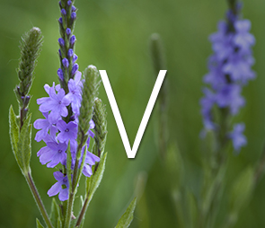 Thumbnail of Vervain for all V products.