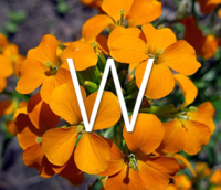 Thumbnail of Wallflowers for W products.