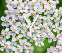 Thumbnail of Yarrow for all Y products.