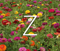 A picture of Zinnia blooms for products that begin with the letter z.