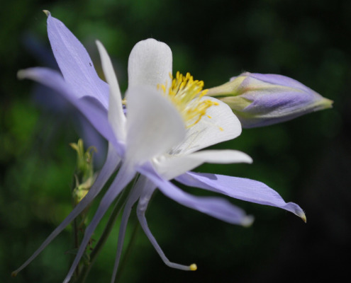 Close-up photo of a Colorado Blue Columbine flower.