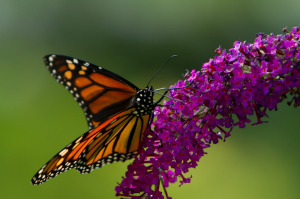 Monarch Rescue Mix Monarch Butterfly