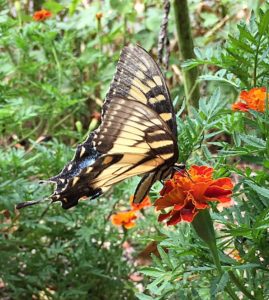 by MichaelMiller Tiger swallowtail butterfly on orange marigold flower.