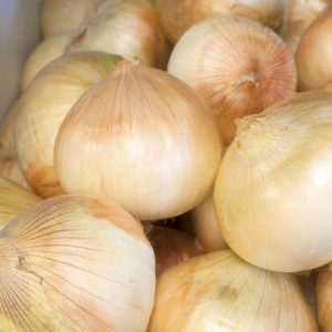 Walla Walla Onion