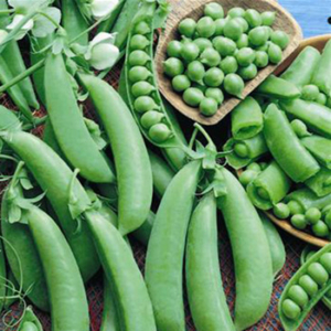 Sugar Ann Snap Pea