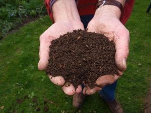 Hands full of rich soil.